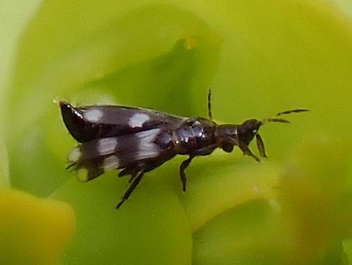 Réf. 300 651 : Aeolothrips collaris
